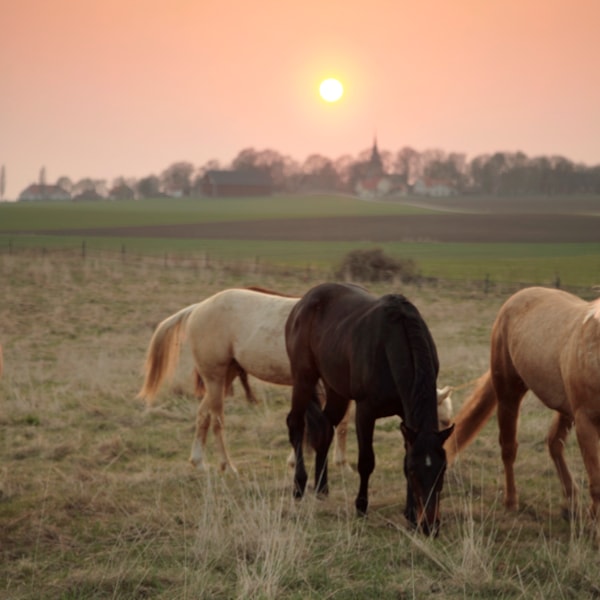 Brunstigt sto – hjälp hästen att hitta kraft under brunstperioden. Läs mer  på granngården.se