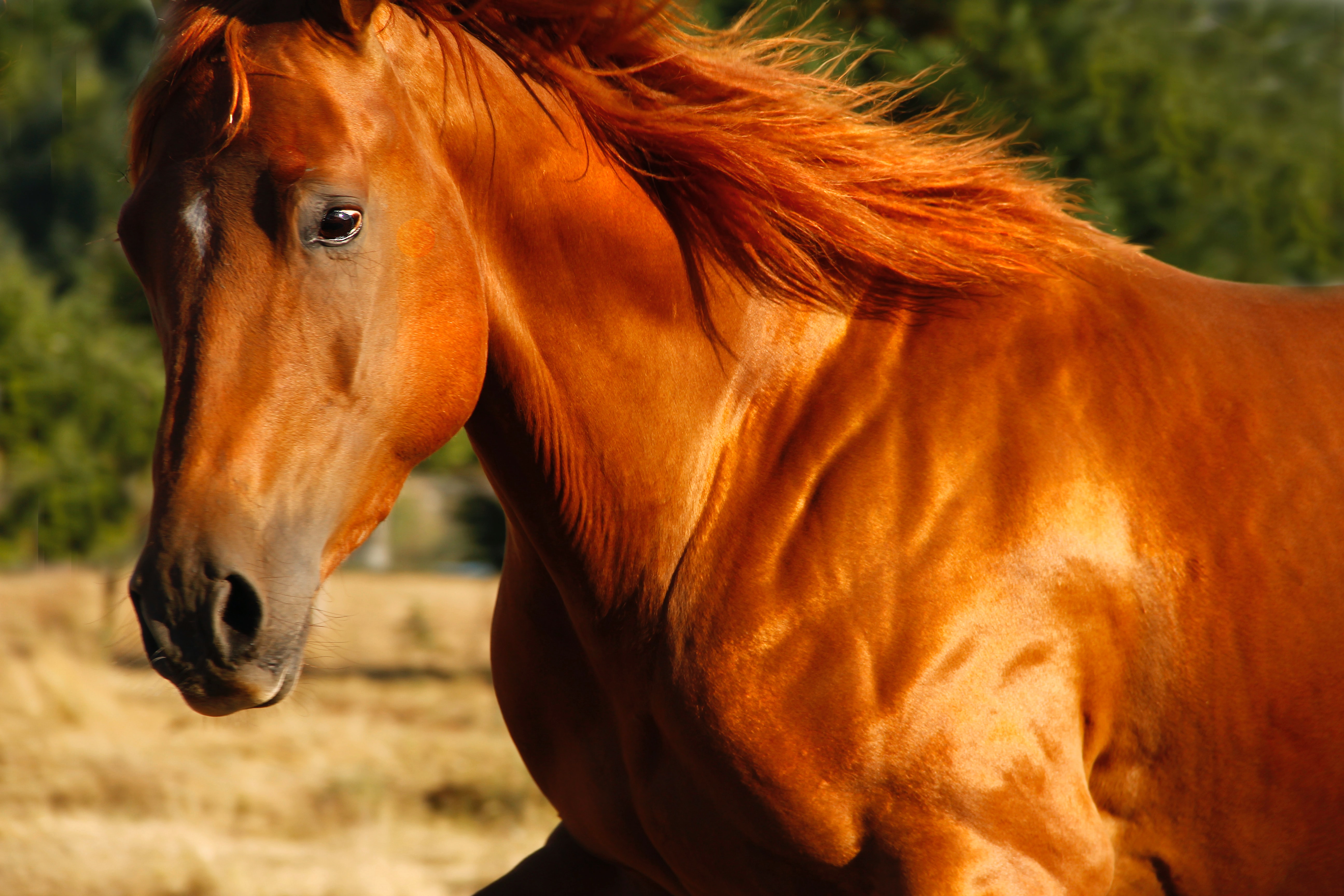 Häst med färgen fux  som anstränger sina muskler