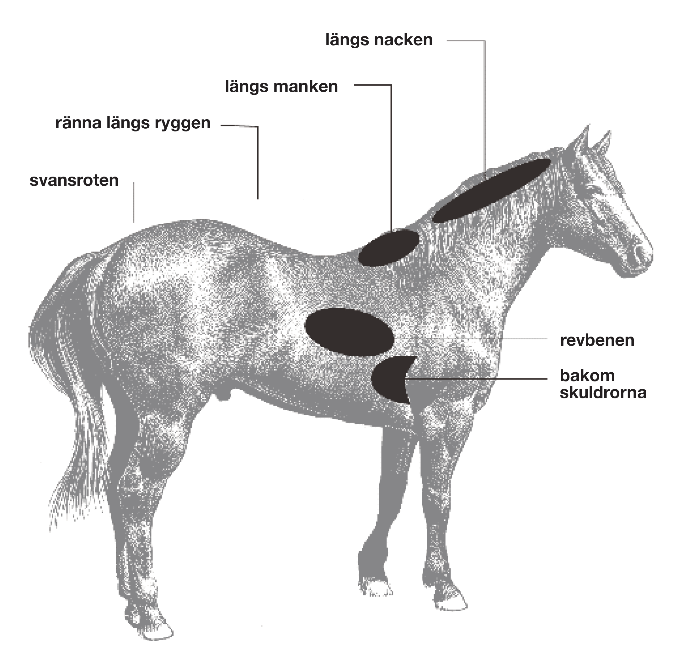 Hästens naturliga fettdepåer. Läs mer på granngården.se
