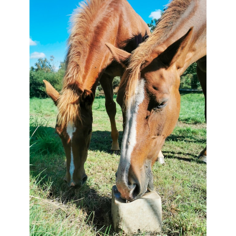 Hästar som slickar på saltsten i hagen