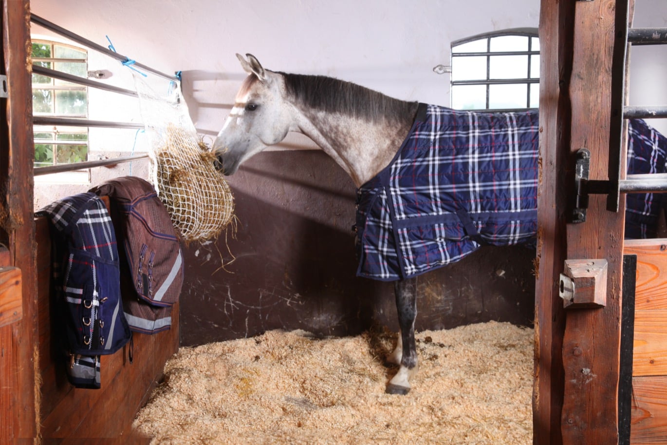 Häst med hästtäcke i stall