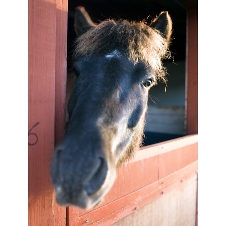 Häst som tittar ut genom lucka i stallbox