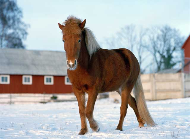 Häst i vinterlandskap framför ladugård - till artikeln: Brodda häst på rätt sätt
