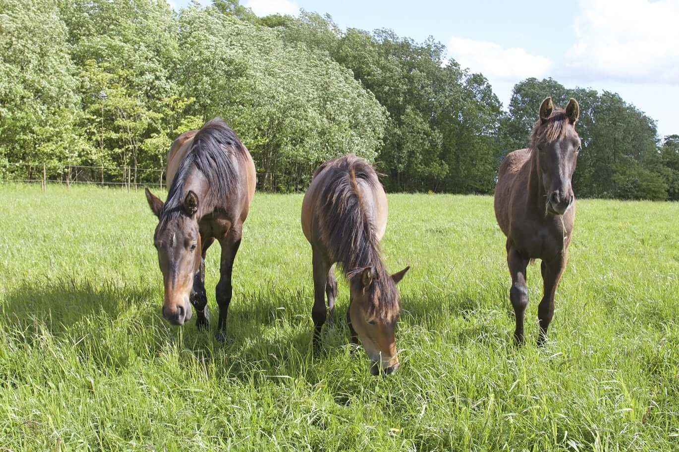 Hästar äter gräs på bete. Läs om gräsets utmaningar på granngården.se