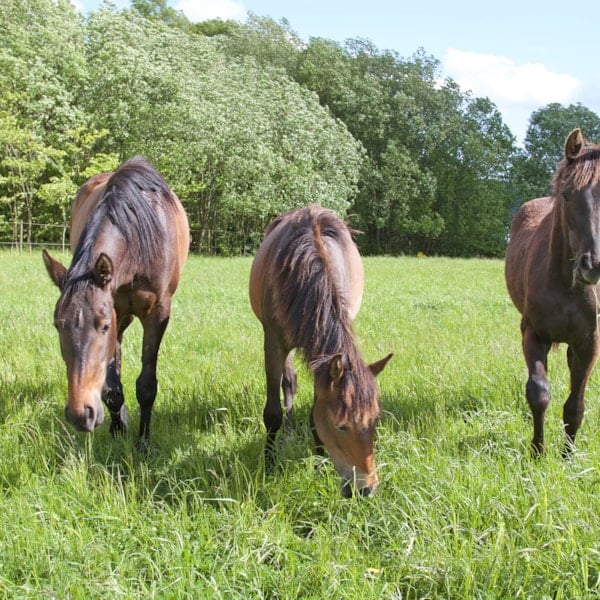 Hästar äter gräs på bete. Läs om gräsets utmaningar på granngården.se