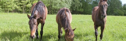 Hästar äter gräs på bete. Läs om gräsets utmaningar på granngården.se