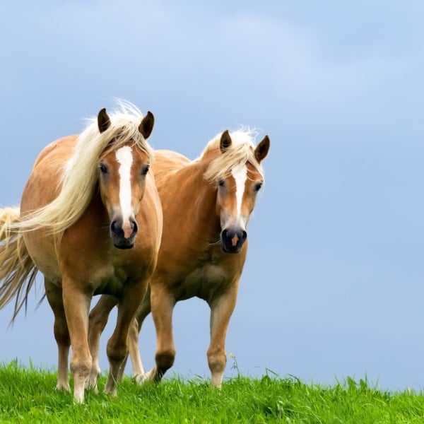 Två haflinger-hästar i hage. Läs om foder till seniorhästar på granngården.se