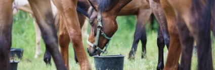 Hästar i hage. Läs om mineralfoder för häst på granngården.se