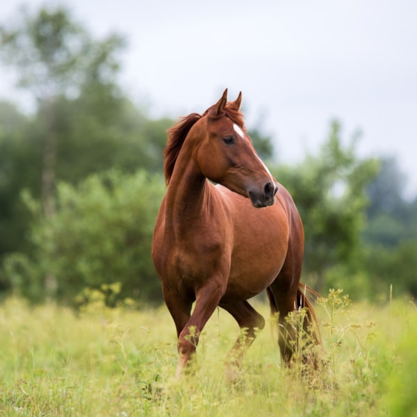 Häst på äng. Läs mer om hästförsäkringar på granngården.se