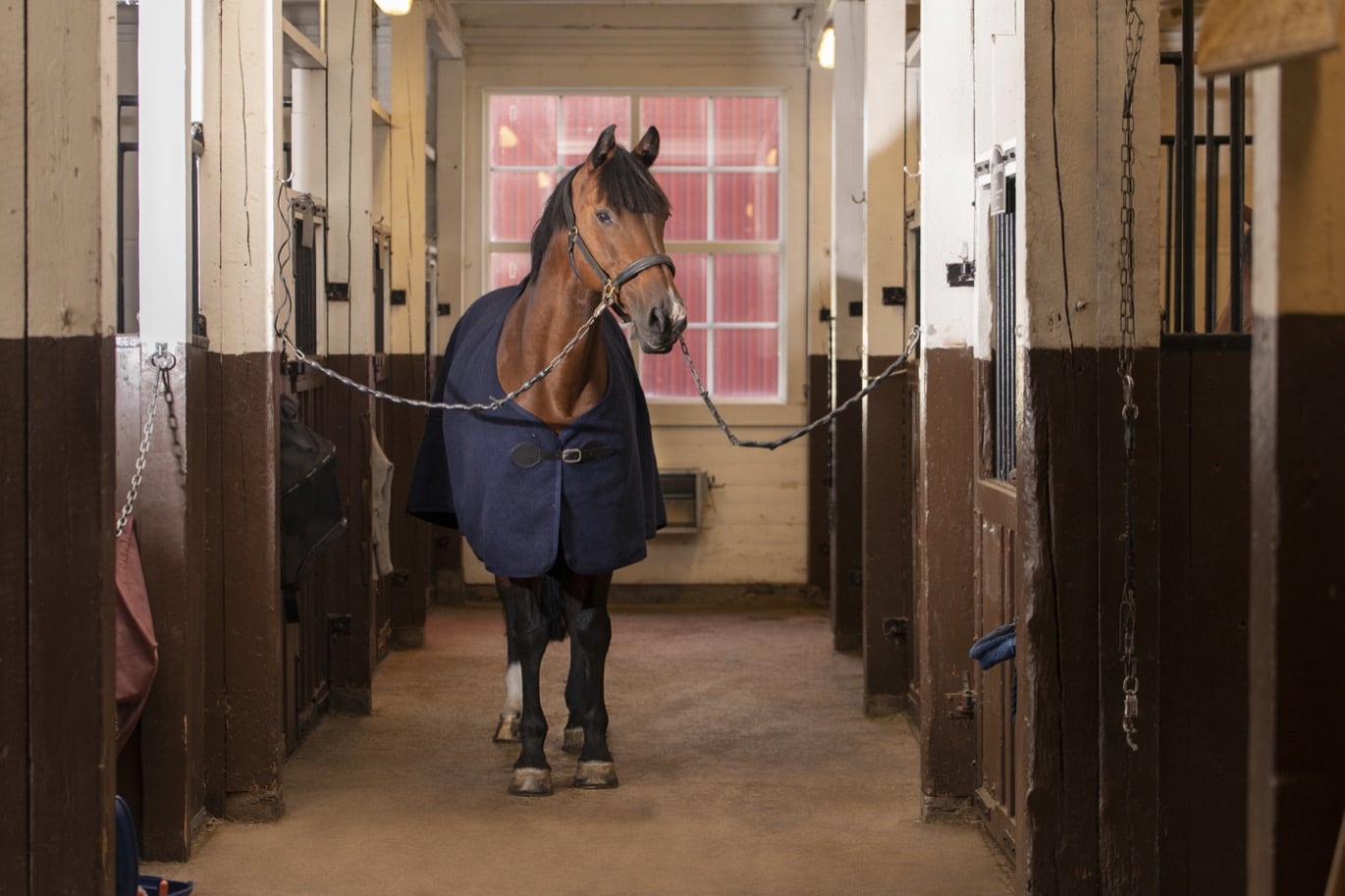 Så väljer du rätt hästtäcke - guide på granngården.se