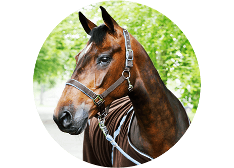 Hästens utrustning