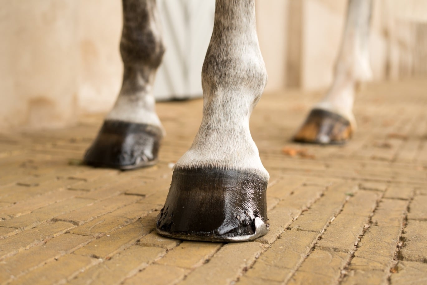 hästhovar mot stallgolv