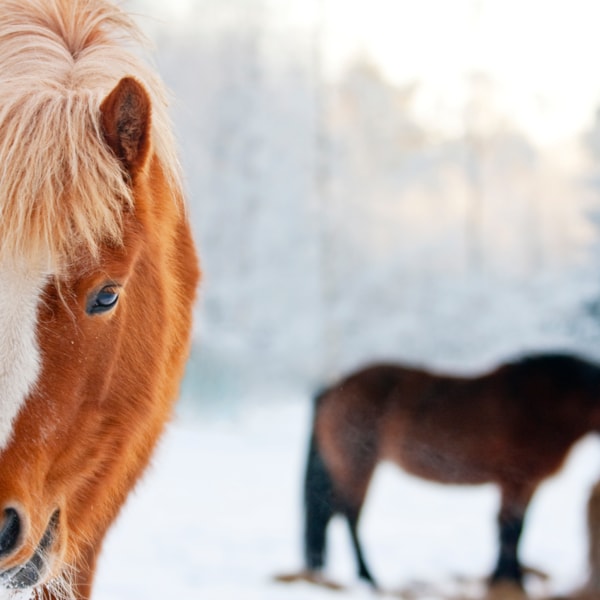Hästar i vinterhage. Läs om fodertillskott till hästen på granngården.se
