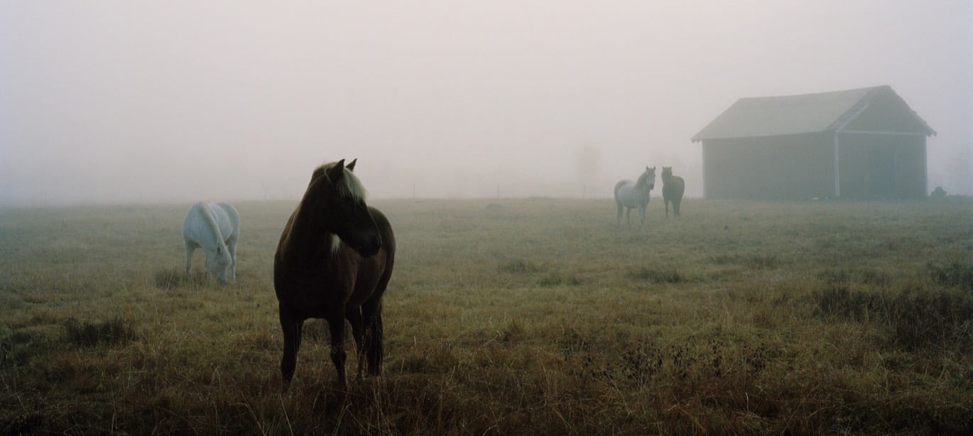 fyra hästar i dimmig hage med vagt synlig lada i bakgrund