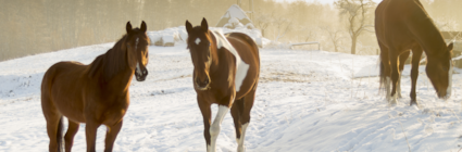 Hästar i vinterhage. Läs om fodertillskott till hästen på granngården.se