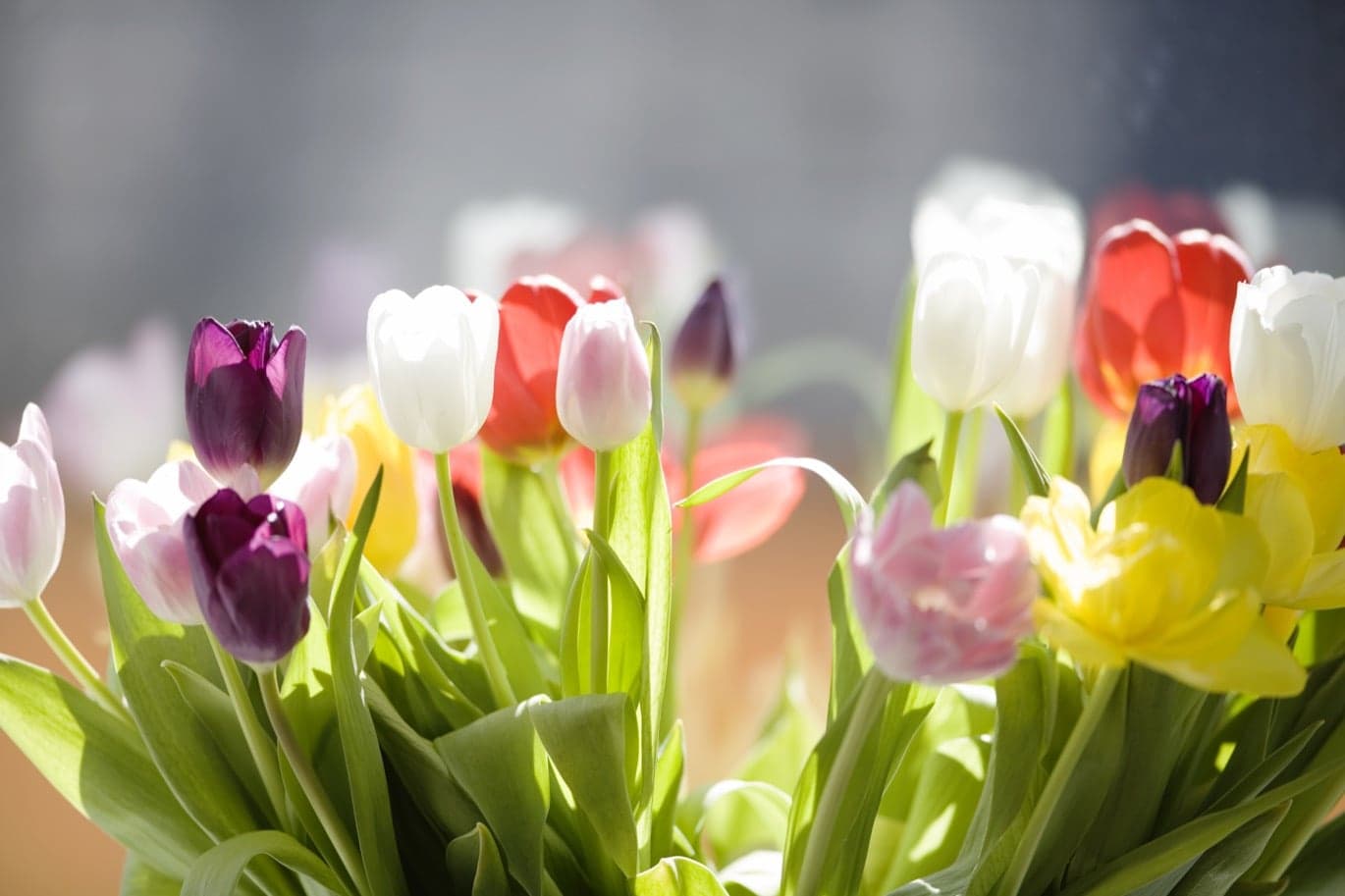 Tulpan på Granngården 