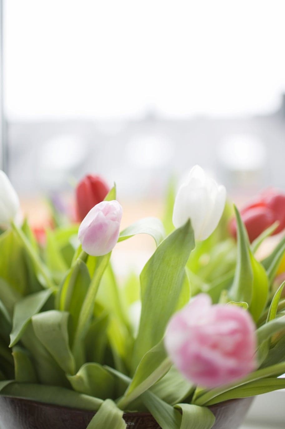 Tulpan på Granngården 