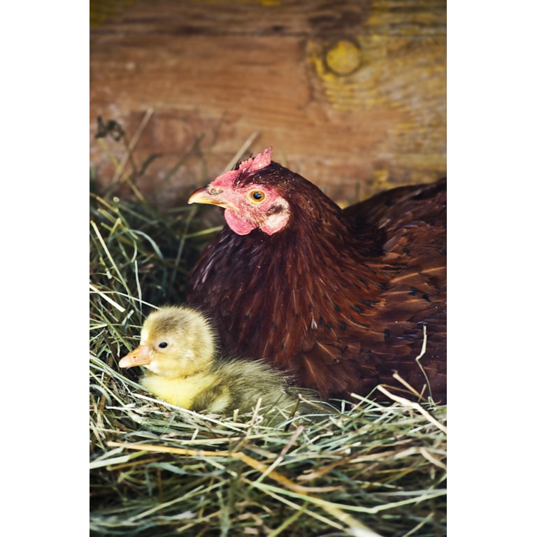 Läs med om kycklingsuppfödning i hönsguiden på granngården.se
