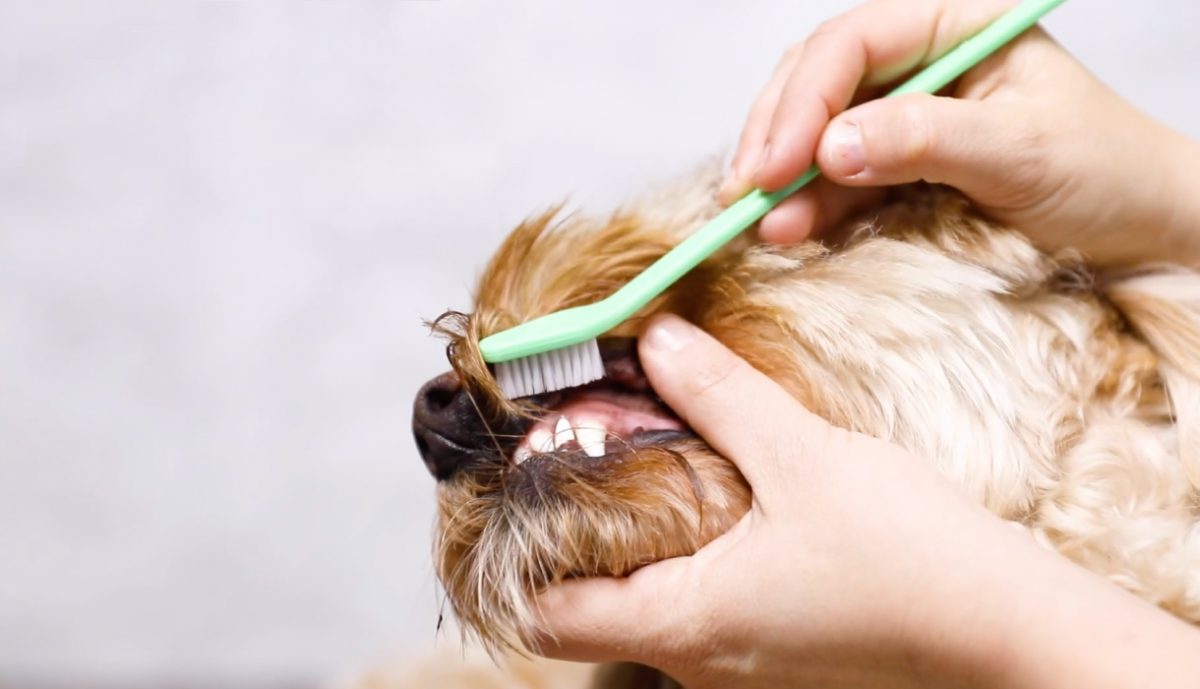 Borsta hundens tänder