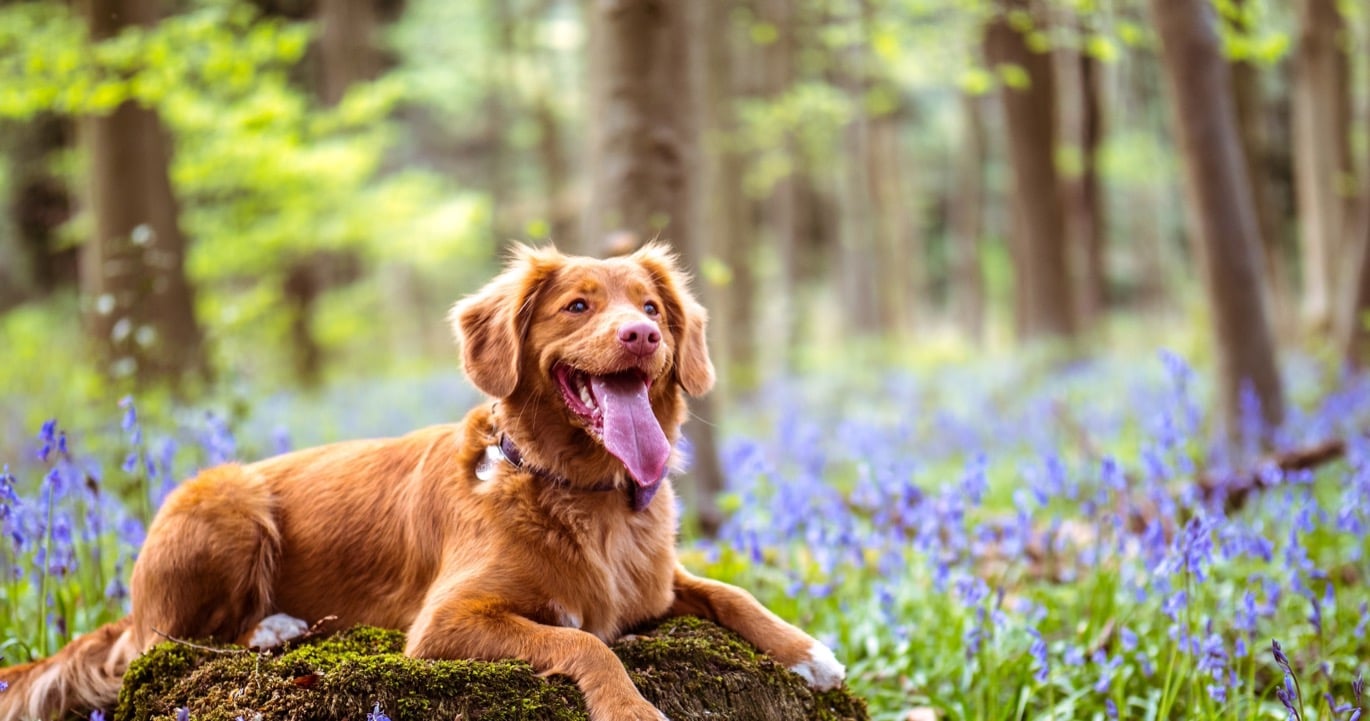 Förstå hundens kroppsspråk