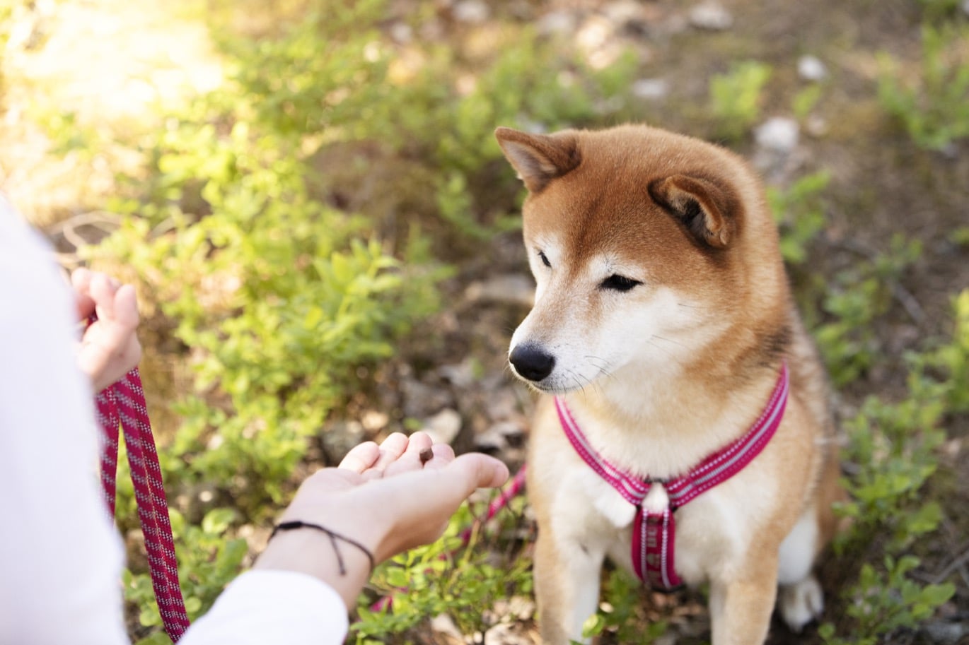 Träna lydnad med hunden