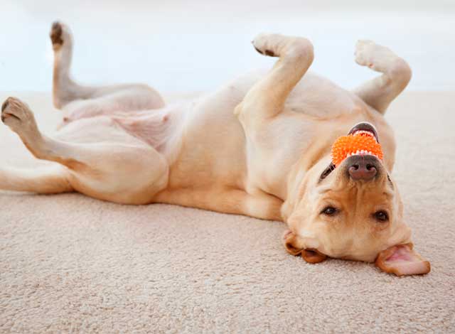 busig hund ligger upp och ner med boll i munnen