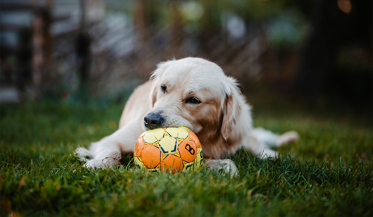 Gula fläckar efter hundkiss? Så hjälper du gräsmattan