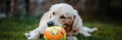 Hund med boll som vilar på gräsmatta