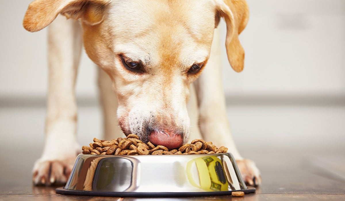 Lär hunden äta långsammare