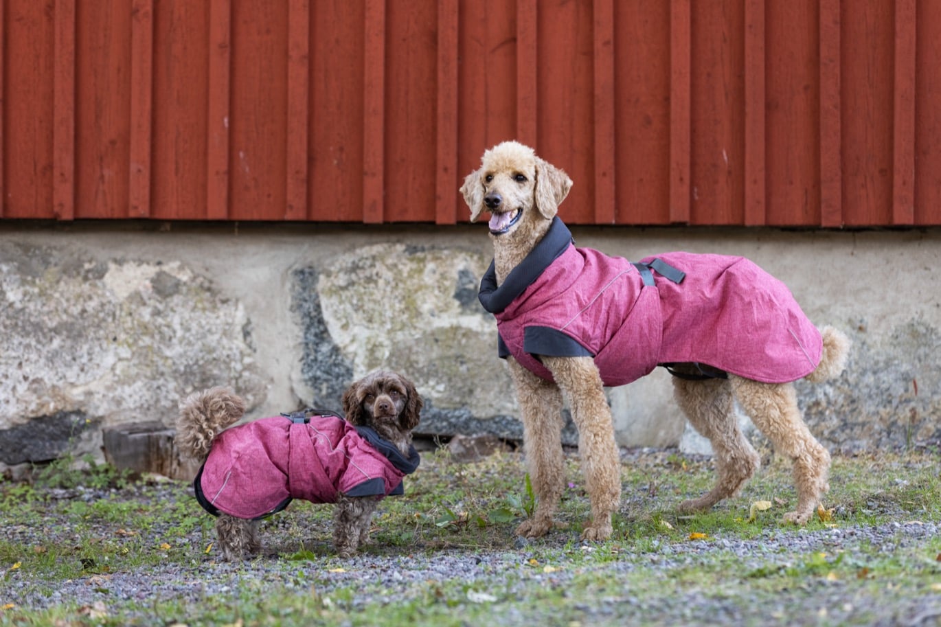 Två hundar med hundtäcke