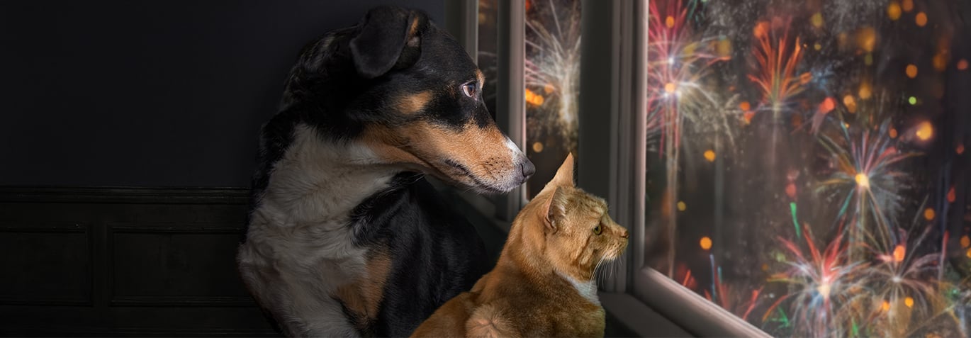 hund och katt tittar lite oroligt ut genom fönstret