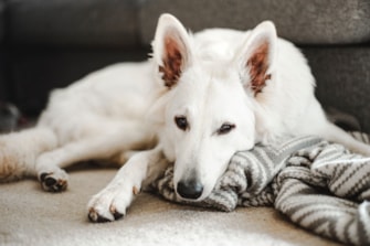 läs om symtom för kennelhosta hos hundar på granngården.se
