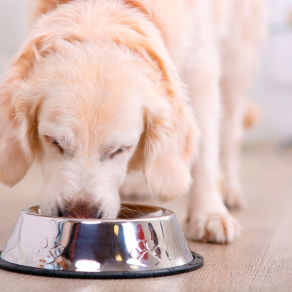 Lär hunden att äta långsammare, se hur på granngården.se