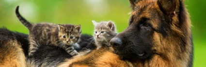 Granngårdens djurfond stöttar katt- och hundhem i hela landet