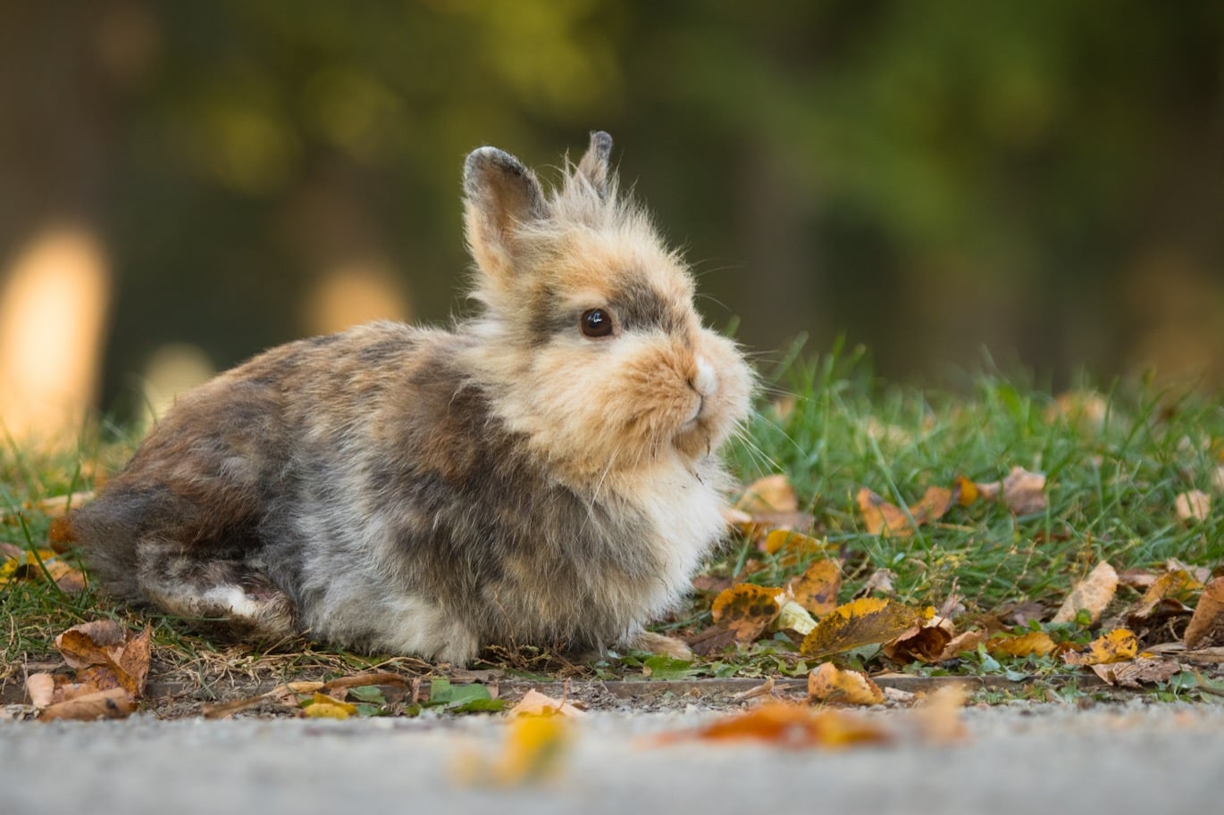 Kanin som vilar bland höstlöv