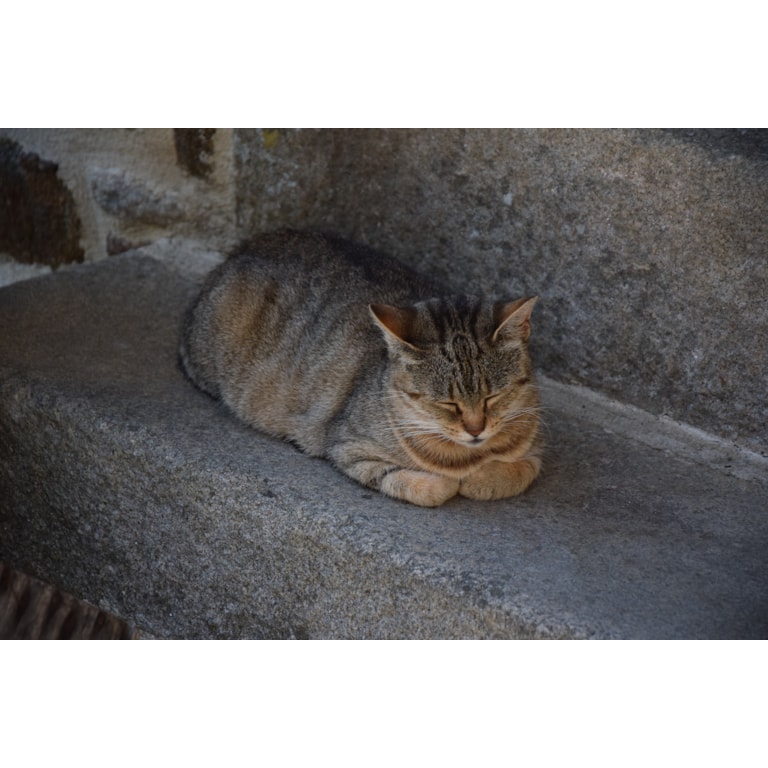 nöjd och avslappnad katt - läs mer om kattens beteende på granngården.se