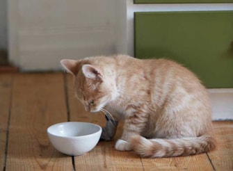Röd kattunge tittar ner i matskålen
