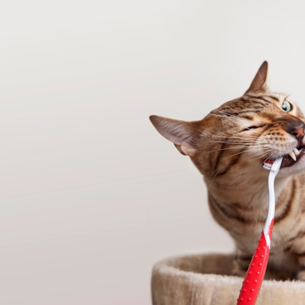 Katt som biter på en tandborste