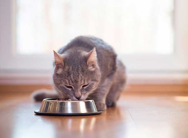 Katt som äter kattmat ut matskål