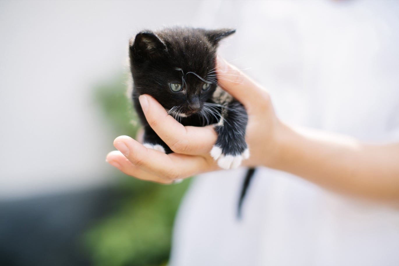 svart kattunge i handen på människa