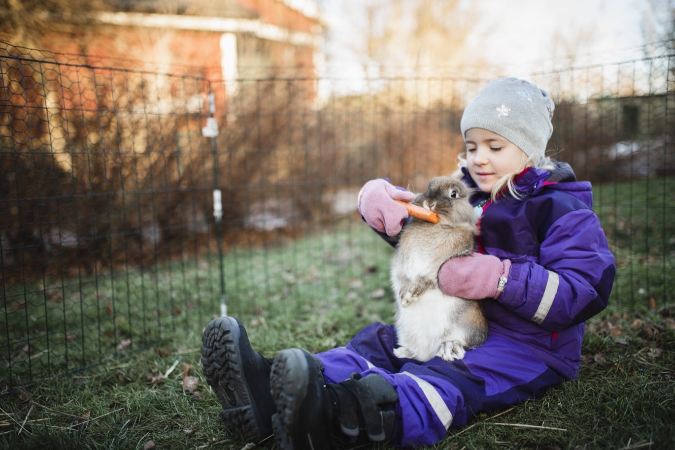 Tips på aktiviteter och lekar inne och ute för din kanin i vinter