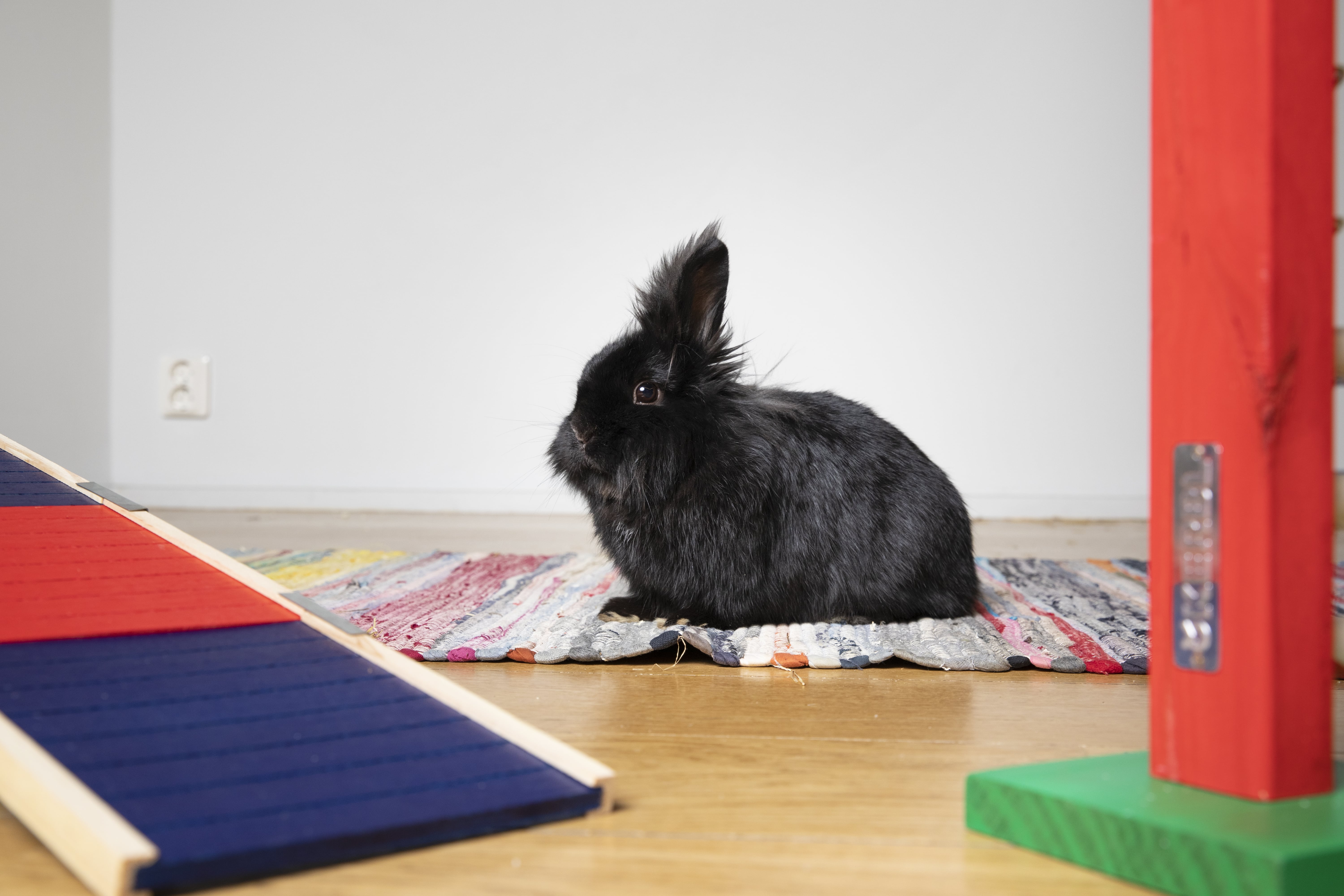 Svart kanin som sitter på golvet