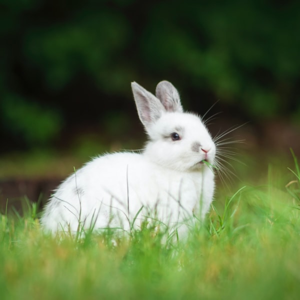 Vit kanin i gräset