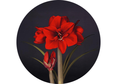 Köp Julblommor på granngarden.se