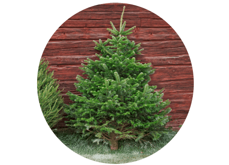 Köp Julgran i butik hos Granngården