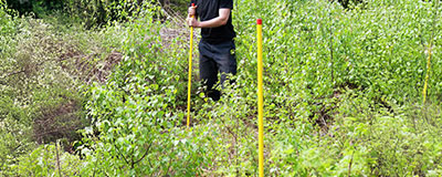 gula kebastolpar i skog med människa i bakgrunden