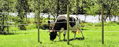 stängselstolpar i kohage