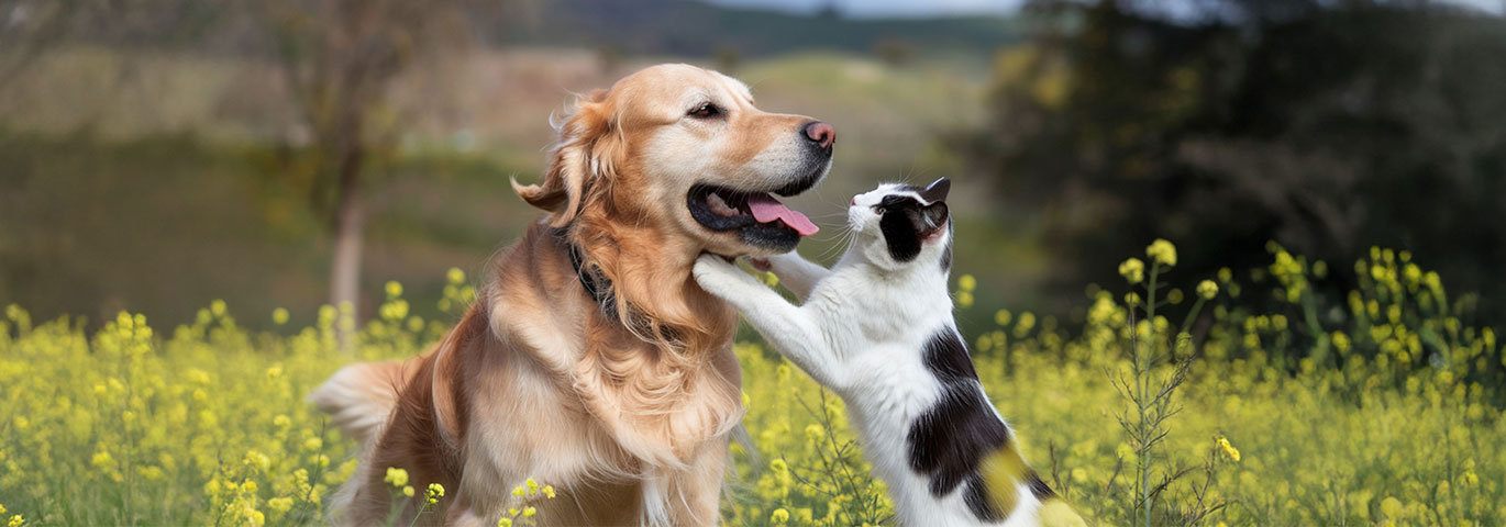 katt och hund på äng