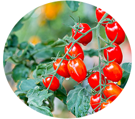 Köp tomatfrön hos Granngarden.se