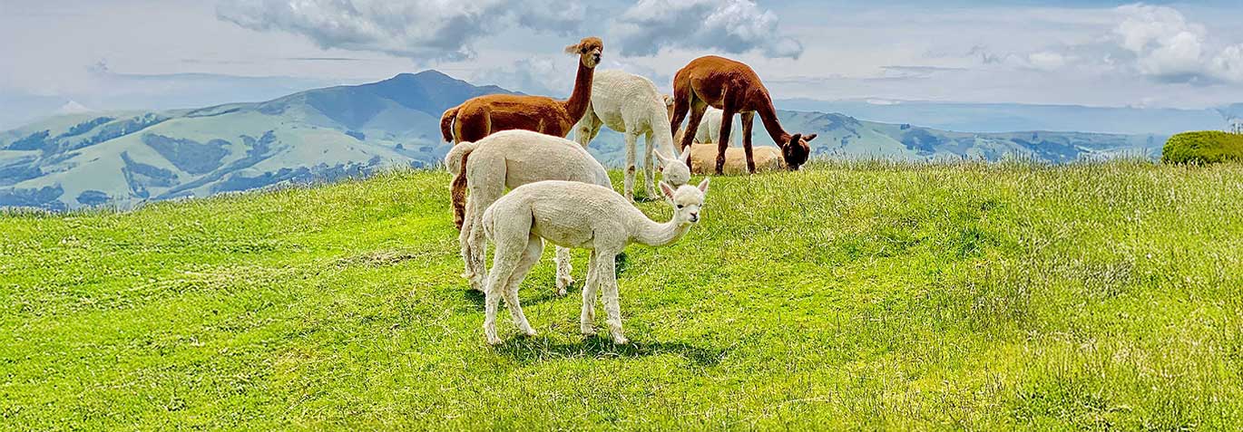 Alpackor i hage – skötselråd för lantdjur